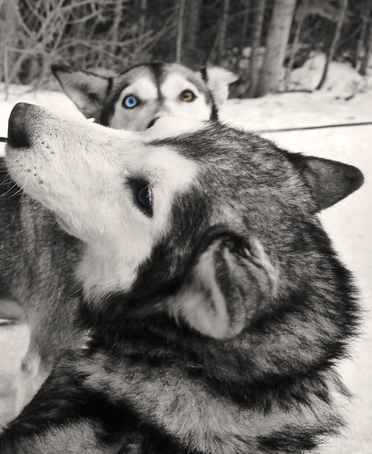 canada eyes husky huskies dogsledding canadianrockies snowyowlsleddogtours
