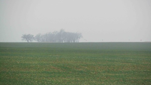 trees mist oklahoma field wheat springbreak