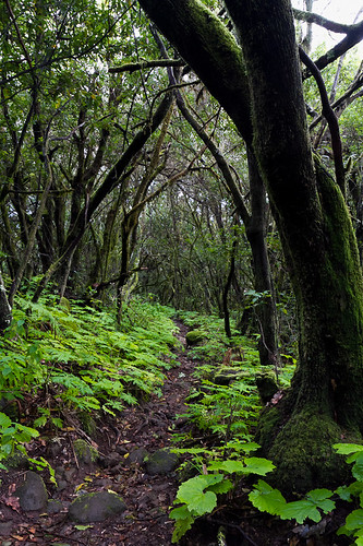 trees wet forest path lapalma dripping