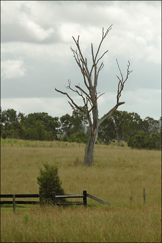 tree grass clouds rural canon landscape australia moore qld paddock 50d sigmadg150500mm1563hsm