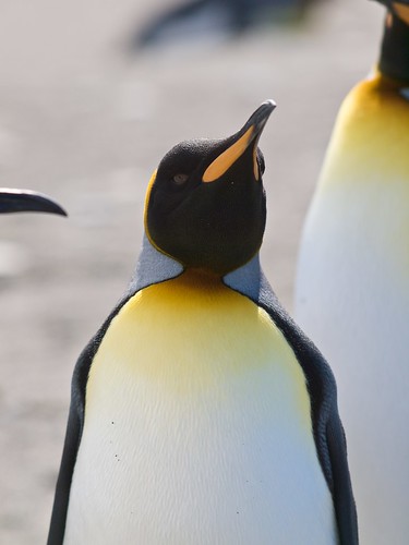 birds penguin