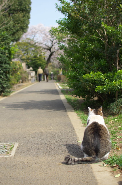 東京春景色 谷中上野お花見散歩 ネコ 2014年4月1日