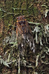 Cicada, Willi Willi National Park