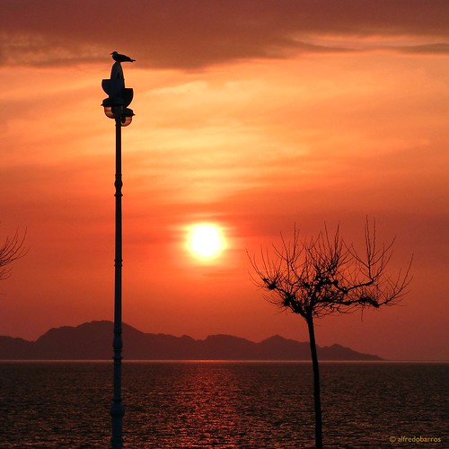 sunset sun tree sol clouds arbol atardecer rojo farola gaviota vigo islascies playadesamil seagullnubes