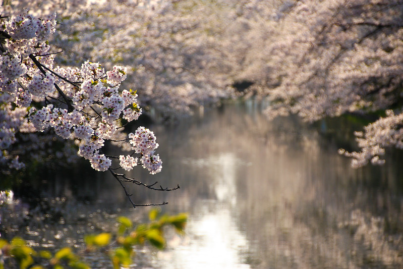 cherry blossom in hirosaki