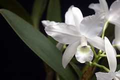 Cattleya skinneri alba oculata 'Casalago'