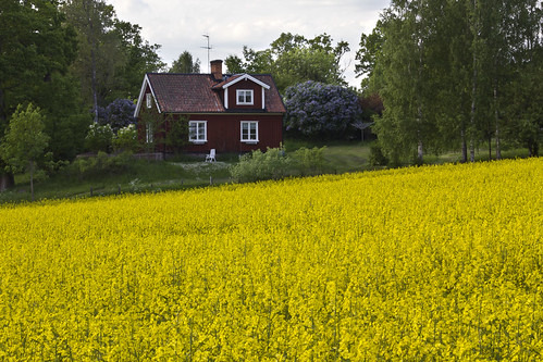 blue red green field yellow countryside spring sweden seed rape sverige östergötland bjärkasäby canoneos7d