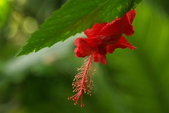 Hanging red flower