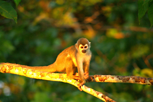 monkey ecuador rainforest jungle amazonas squirrelmonkey laselva laselvalodge