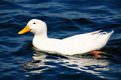 bird duck nikon bluewater coloradoriver fowl waterfowl parker duckswimming whiteduck parkeraz 80400mmf4556 duckinthewater nikond300s