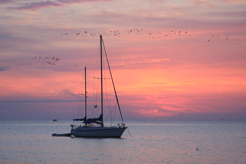 gulfofmexico birds sailboat sunrise florida cedarkey naturecoast