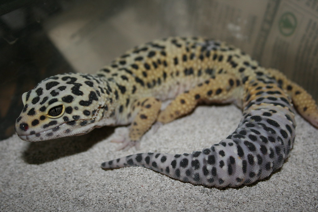Leopard Gecko 1