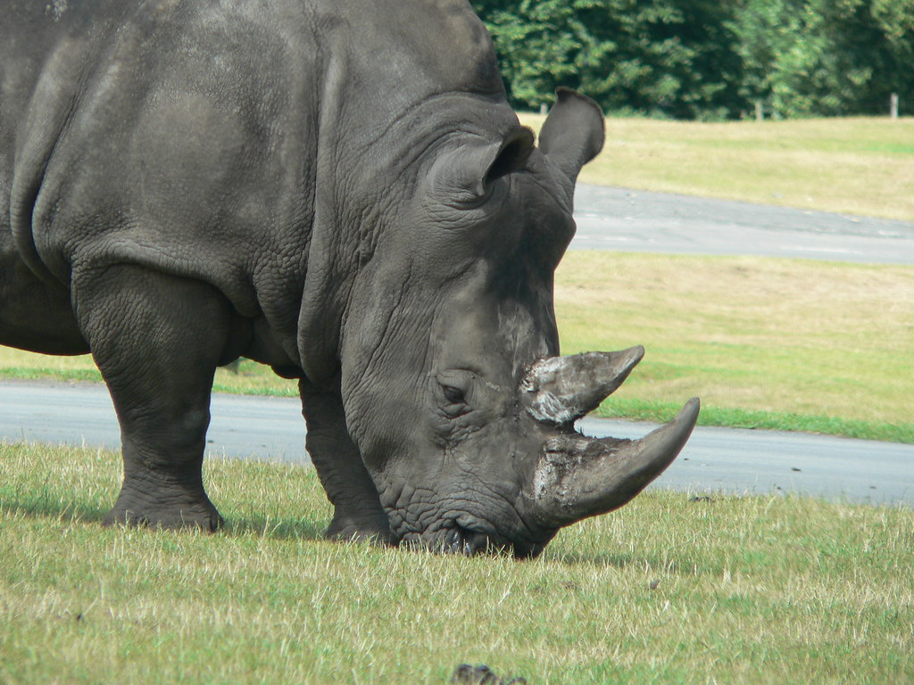 Rhino!