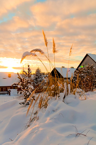 houses winter sunset sky orange plants snow clouds reeds switzerland nikon pretty village sundown walk d300