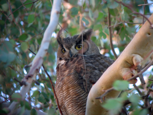 california great southern owl february horned 2011