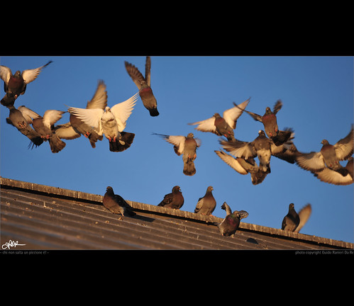 nikon pigeons indianajones justforfun piccioni d700 soloperdivertimento nonsonoglianniamoresonoichilometri guidoranieridare chinonsaltaunpiccioneè