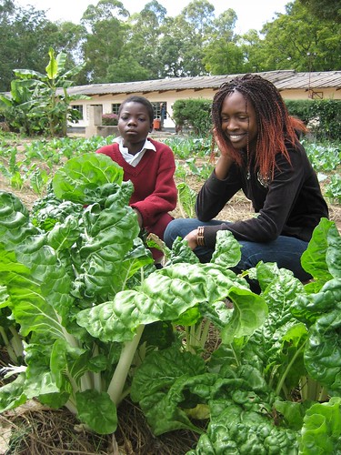 Healthy  spinach in a school garden (urine fertilised)