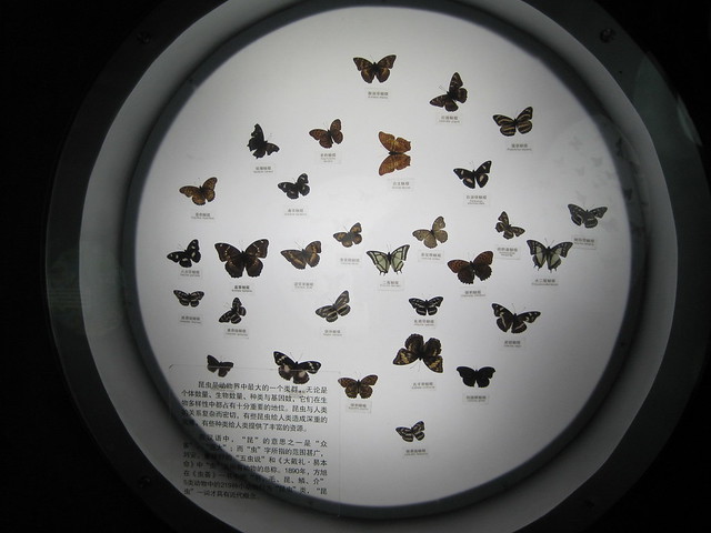 蝴蝶、昆虫类 (6)