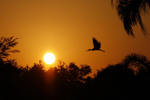 sunset heron nature florida everglades tropical southwestern