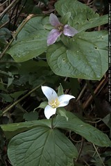 pink & white trillium flowers growing outside our be… 