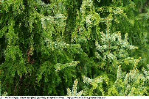 park tree green indianapolis indiana holliday conifer 2011 jezevec badger23 20110421