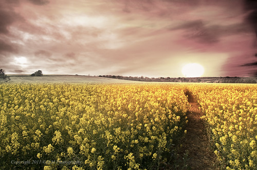 sunset orange field yellow landscape spring rape rapeseed rapefield flickrchallengegroup flickrchallengewinner greatbritishlandscapes ourdailychallenge jlmphotography