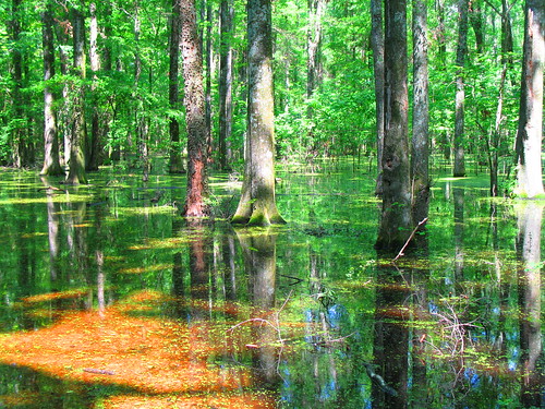 forest swamp wetland bottomland