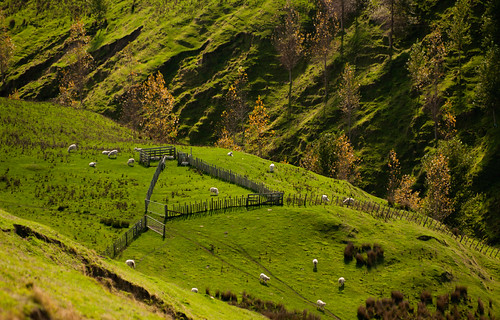autumn trees yards newzealand green grass pen fence countryside sheep nz getty northisland lush manawatu paddocks
