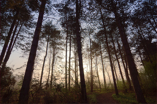 road morning trees sun mist nature tarmac sunrise haze sunbeam a55 sonyalpha tokinaatx116prodx tokina1116mmf28