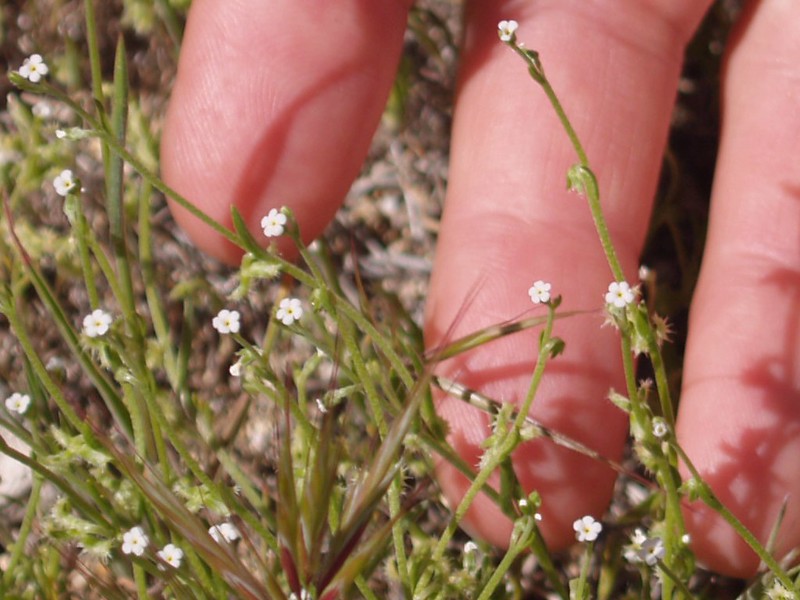 A shot of possibly the smallest desert flowers I've ever seen. What fertilizes these?