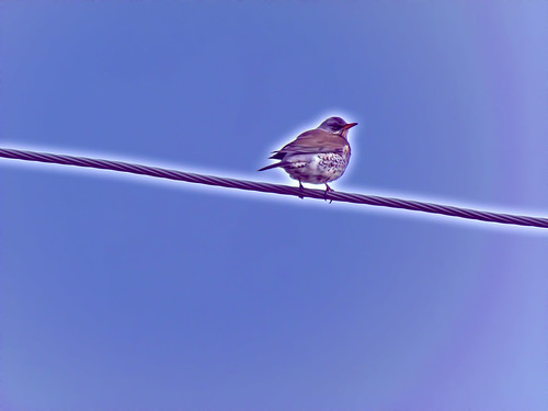 blue sky bird birds animal animals norway spring wire outdoor wildlife himmel fugl animalplanet fugler vår blå kongsvinger fieldfare stær blått canonsx30is