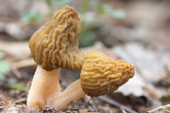  early morel  
