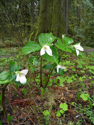 white flower leaves woodland three petal wakerobin westerntrillium wk12 52won 52weeksofnature trilliumoviatum