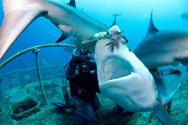 Joi feeding Carribean reef shark