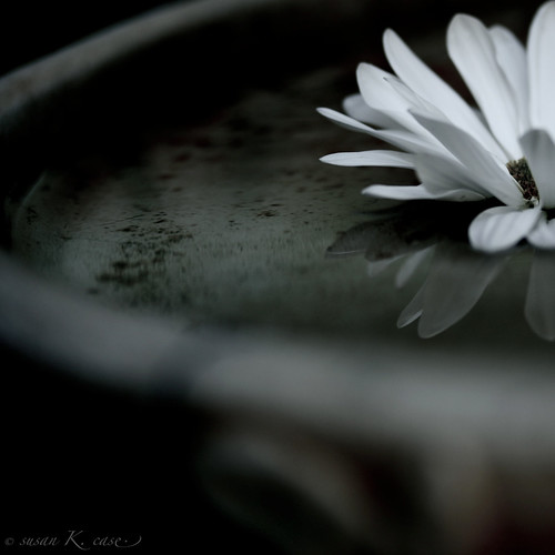 macro reflection birdbath daisy