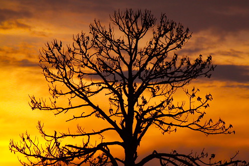 sunset tree canon florida elite fl blinkagain bestofblinkwinners bestofblink flutterbye216 blinkagainsuperstars naturessoulelite blinksuperstars