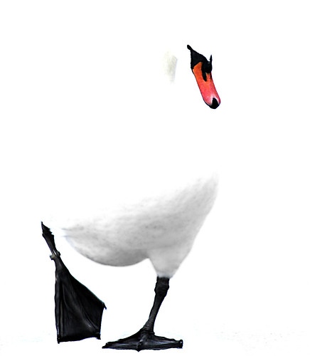 bw white black swan