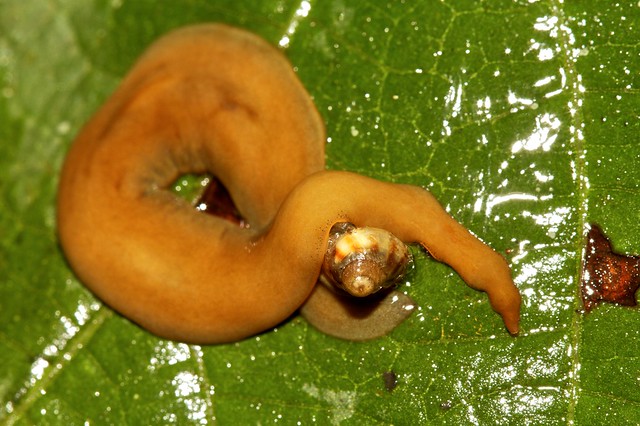 nemertean worm with prey
