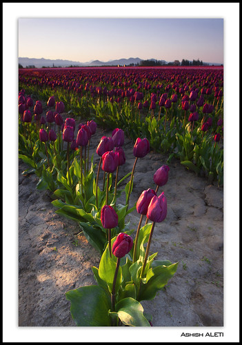 flowers colors sunrise dawn washington spring mt tulips state vibrant warmth rows skagit fredonia vernon