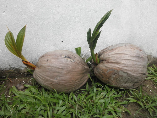 old white nature grass leaves wall dangerous view natural coconut side young nuts seeds malaysia kotakinabalu growing differences shoots left comparison coconuts sizes sabah oval seedling medicinal offspring chlorophyll oblong germinating comparing drupes drupe cocosnucifera thienzieyung malayanreddwarf
