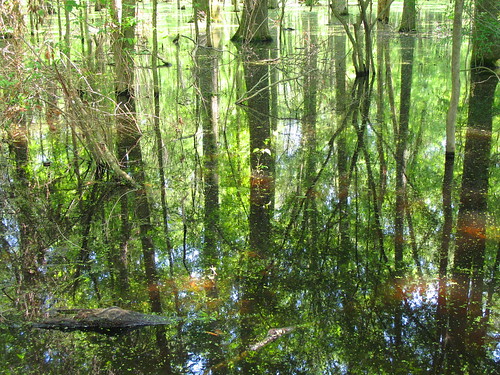 forest swamp wetland bottomland