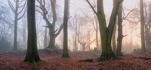 morning trees mist misty woodland landscape woods nikon worcestershire nikkor hanbury d610 1635mmf4 pipershillwoods jactoll nikonfxshowcase