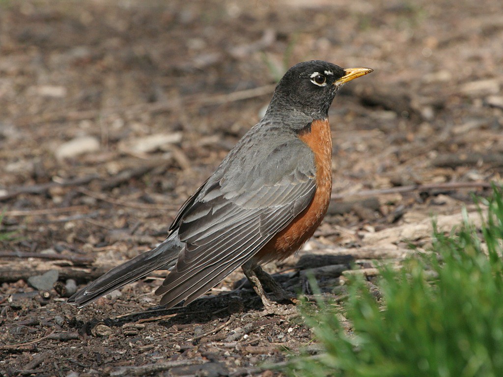 Photograph titled 'American Robin'