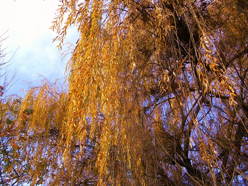 tree georgia willow sagarejo skysagarejogeorgia