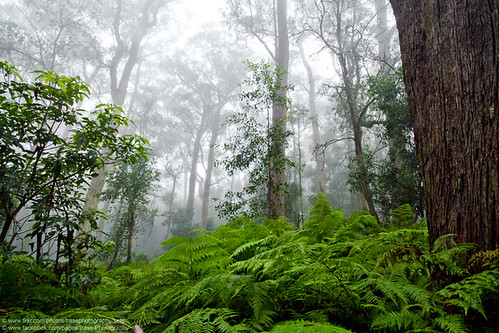 morning plant tree rain misty forest gum rainforest gree robertson southernhighlands fitzroyfalls