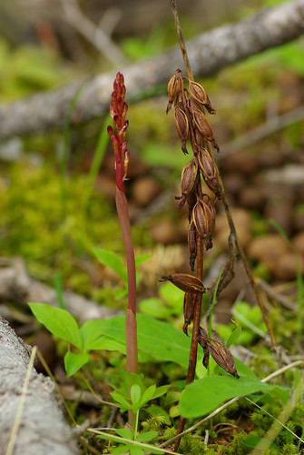 orchid bc spotted wildflower coralroot seedheadcanada