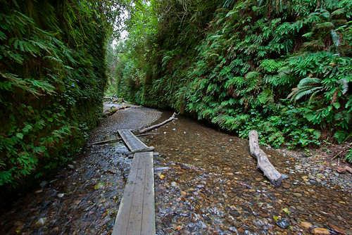 california fern green water hike trail lush plank ferncanyon