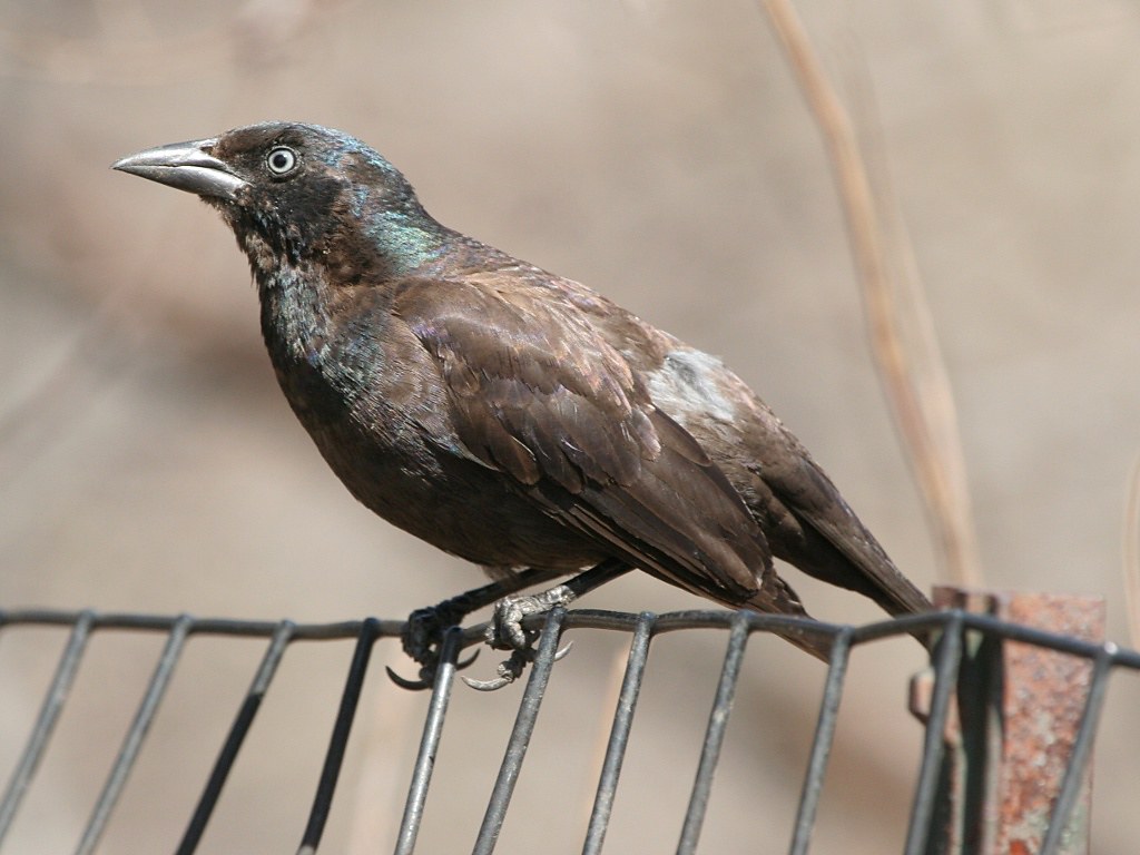Photograph titled 'Common Grackle'