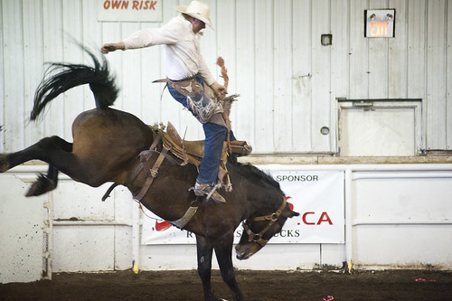 horses sports bareback country riding alberta rodeo broncriding thorsby
