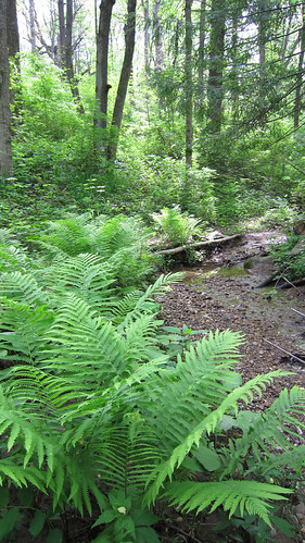 park fern nature forest walking woods hiking indiana richmond trail ferns waynecounty waynecountyindiana hayesarboretum